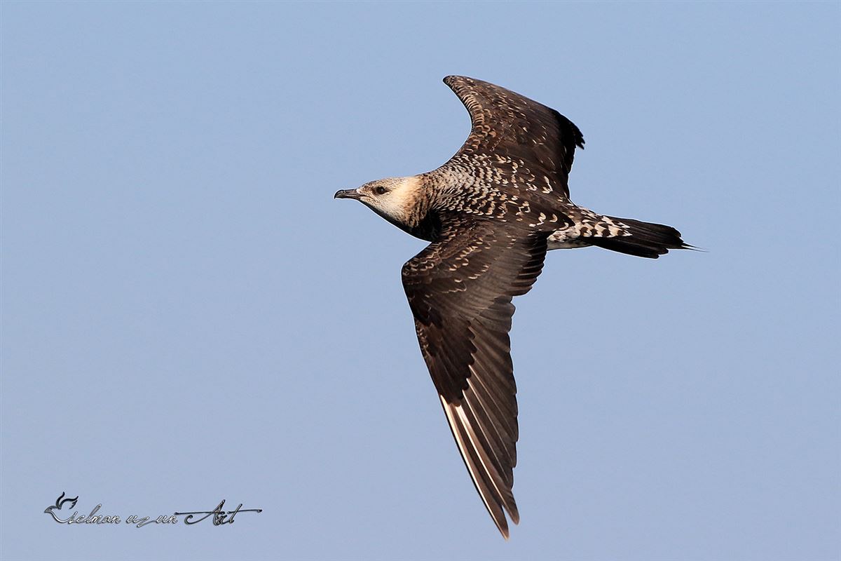 Parasitic Jaeger
