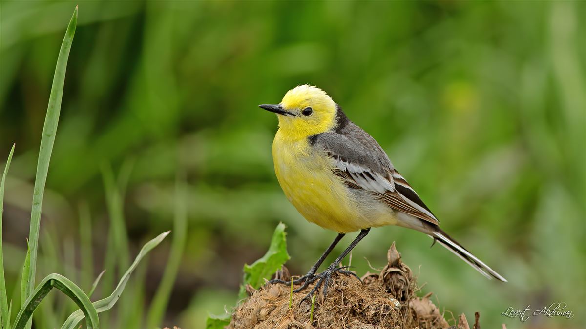 Citrine Wagtail