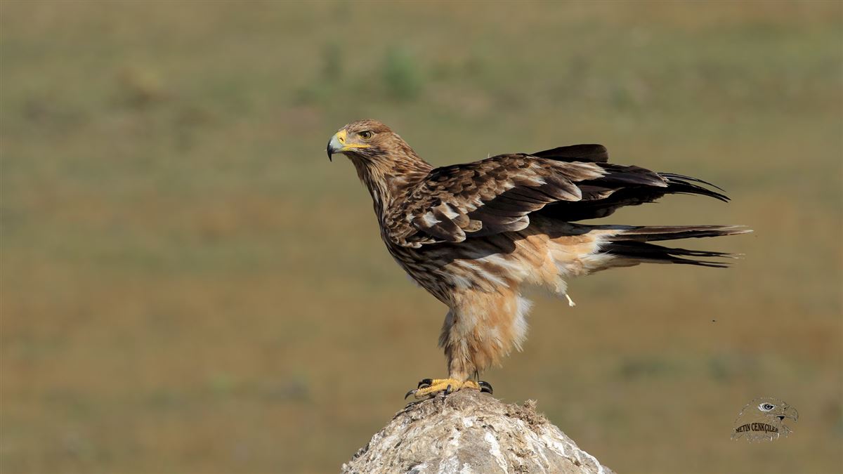 Eastern Imperial Eagle