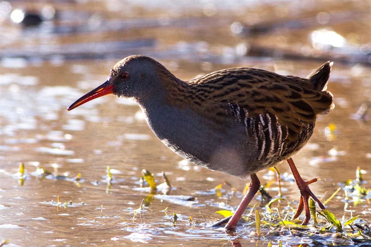 Water Rail