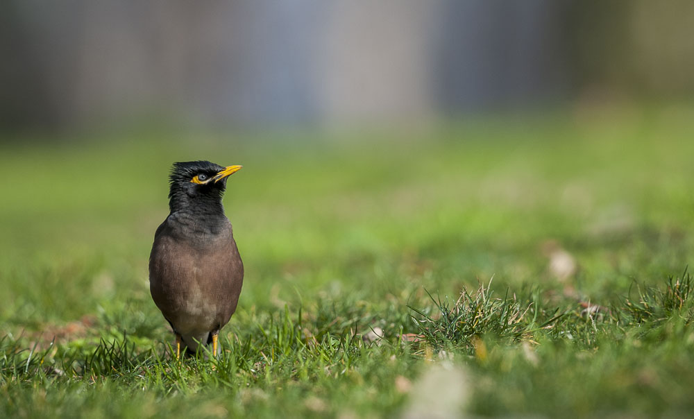 Common Myna
