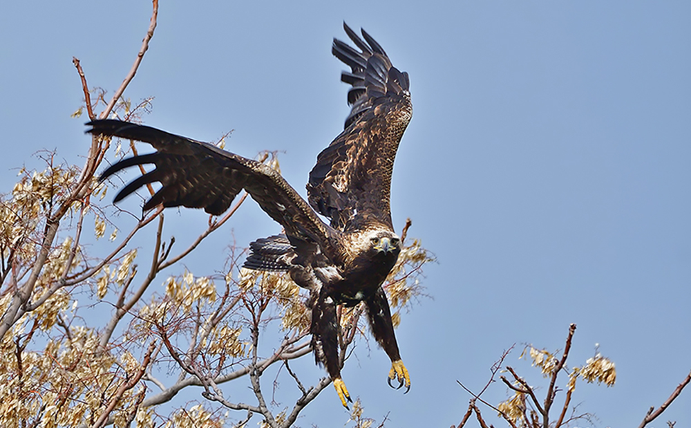 Eastern Imperial Eagle