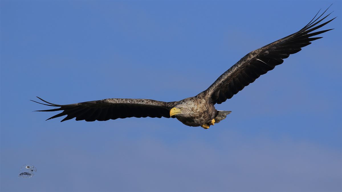 Akkuyruklu Kartal