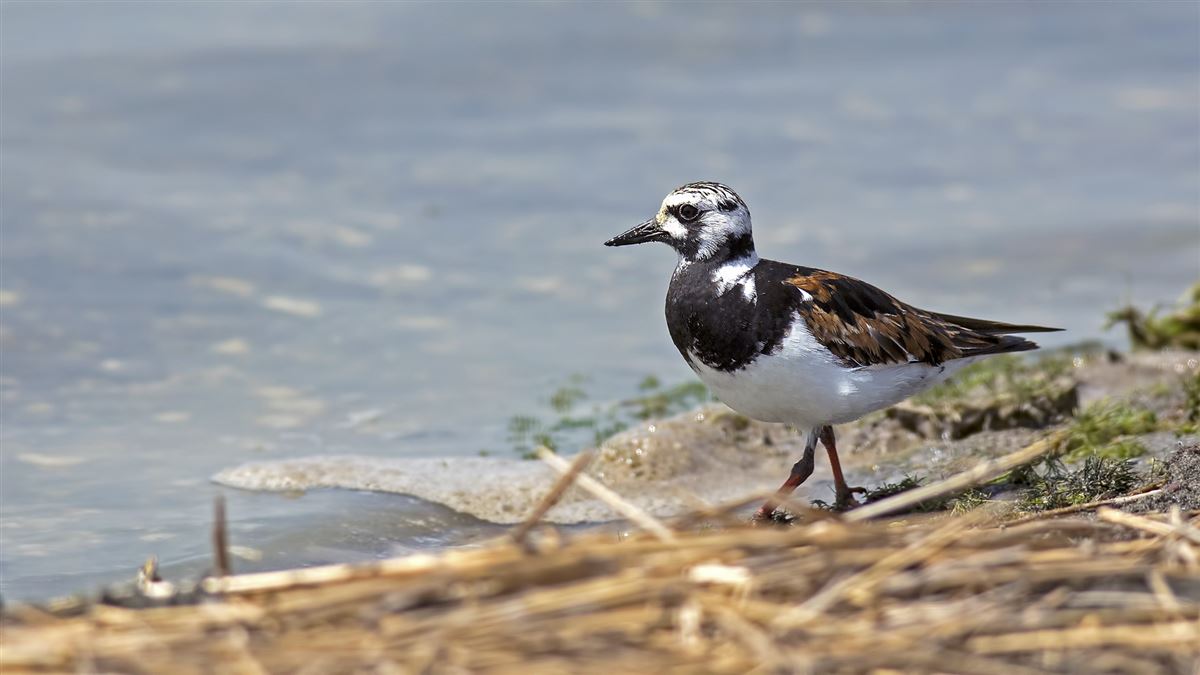 Ruddy Turnstone