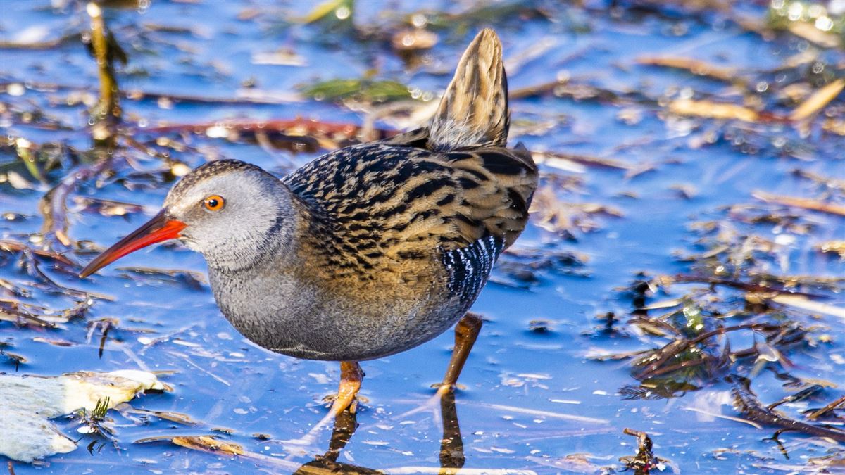 Water Rail