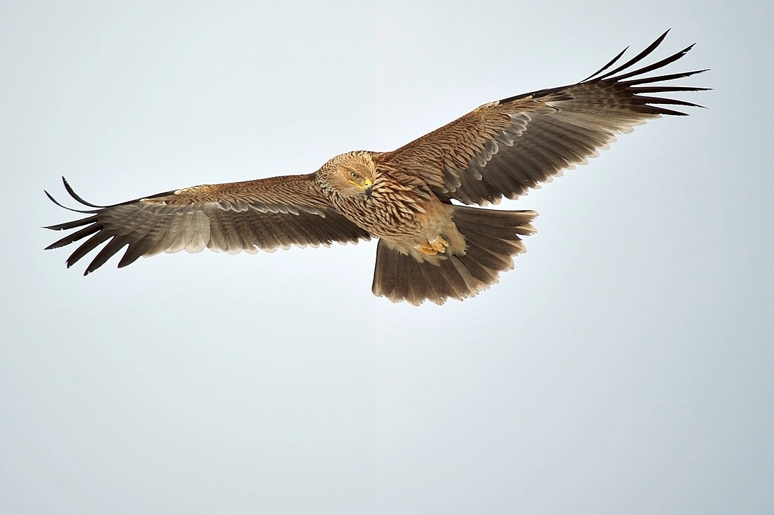 Eastern Imperial Eagle