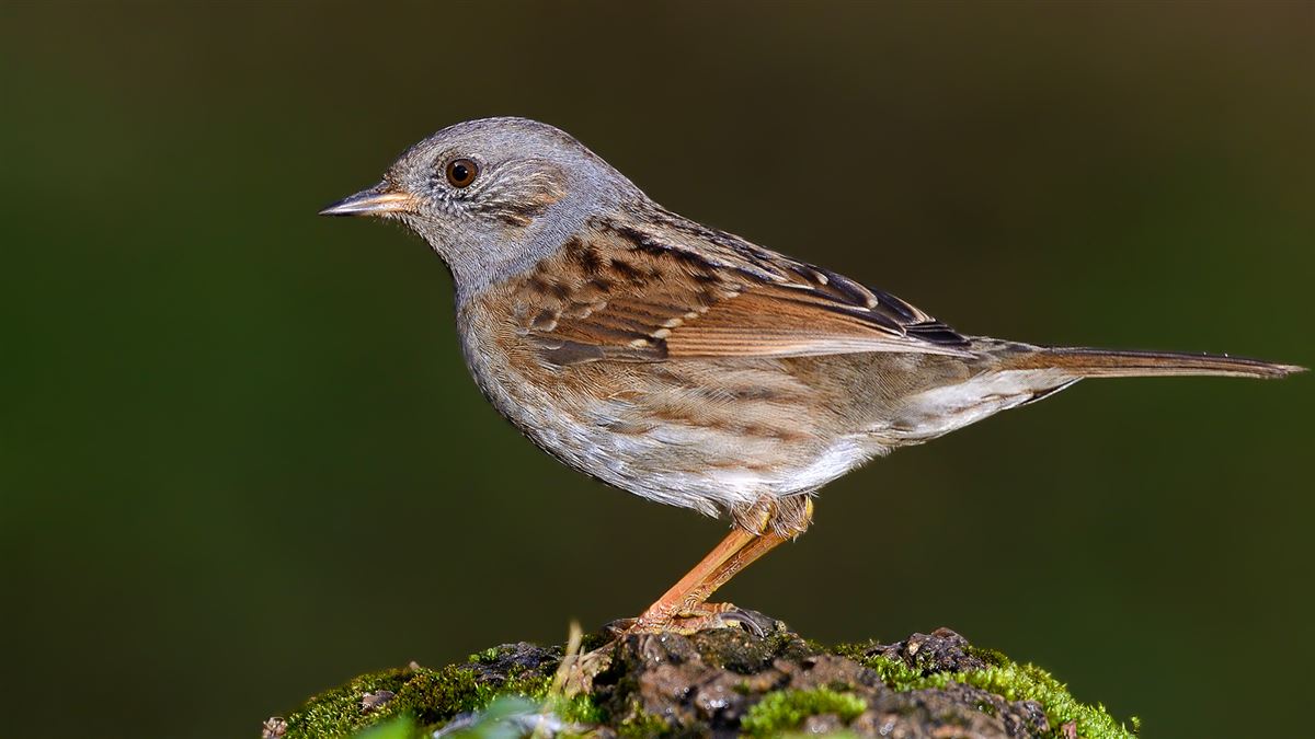 Dunnock