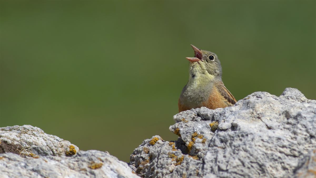 Ortolan Bunting