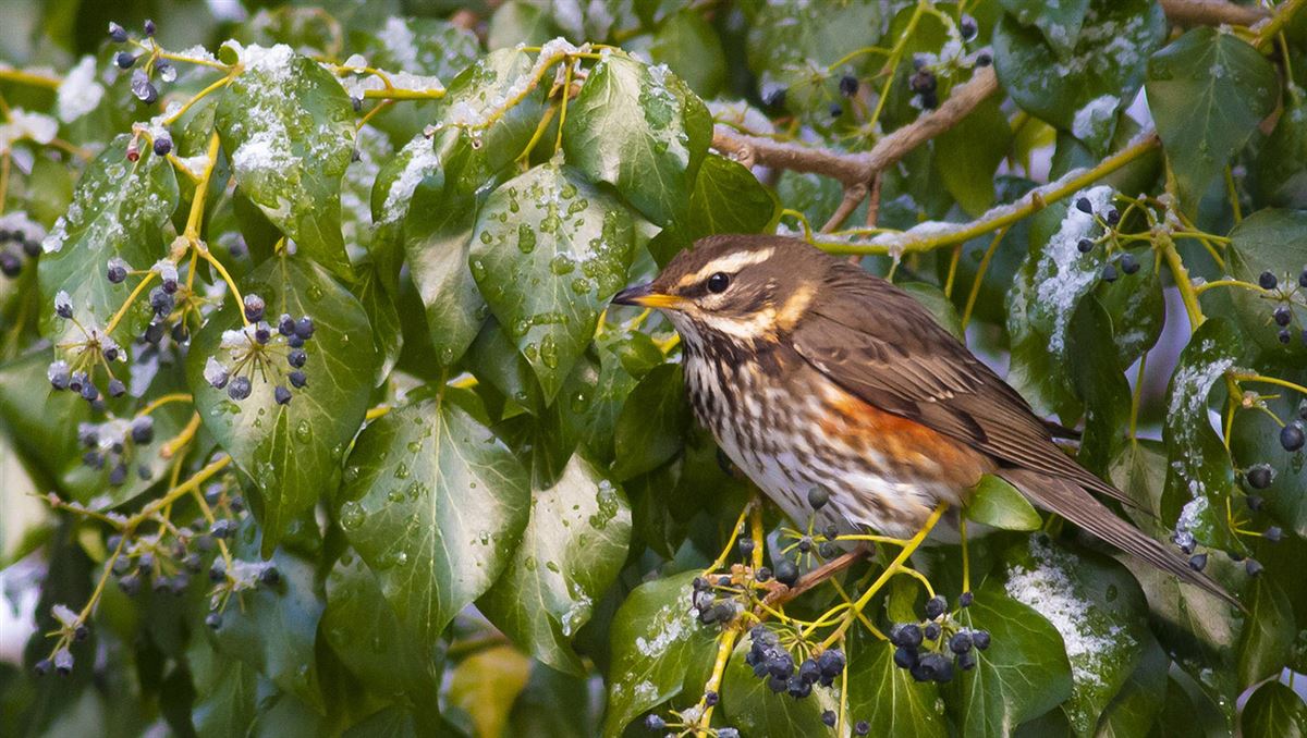 Redwing