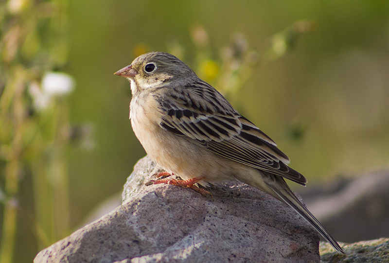 Ortolan Bunting