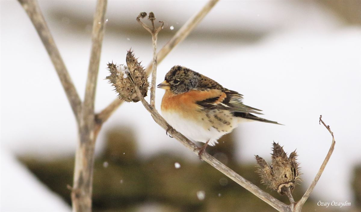 Brambling