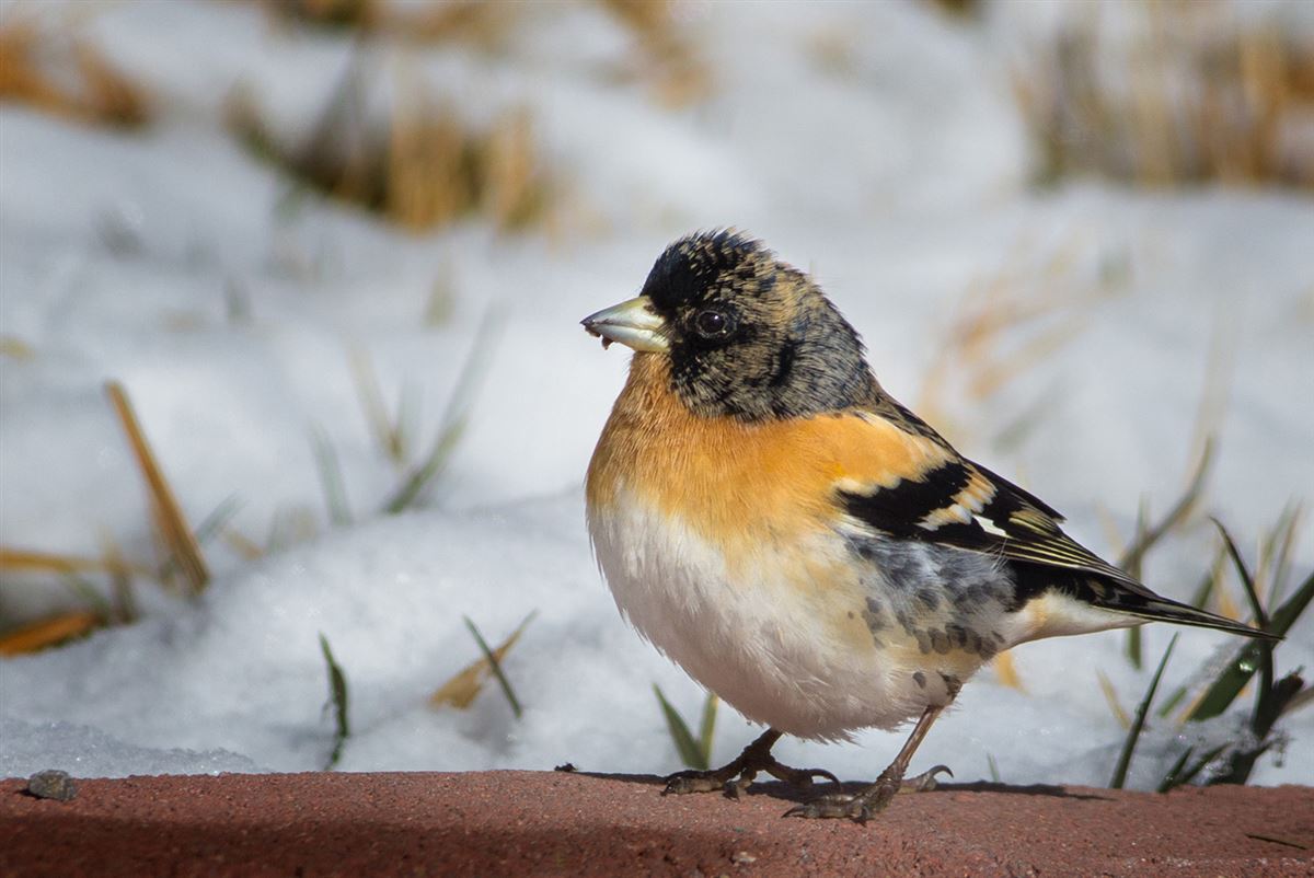 Brambling