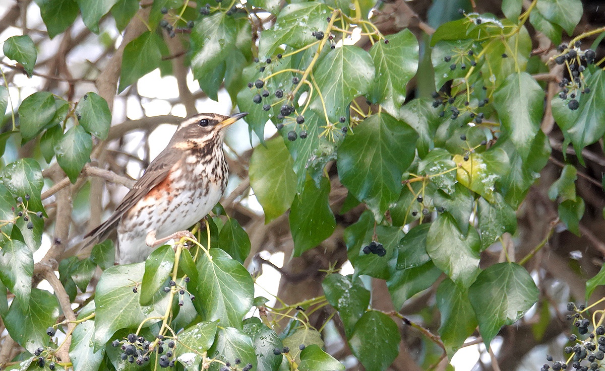 Redwing