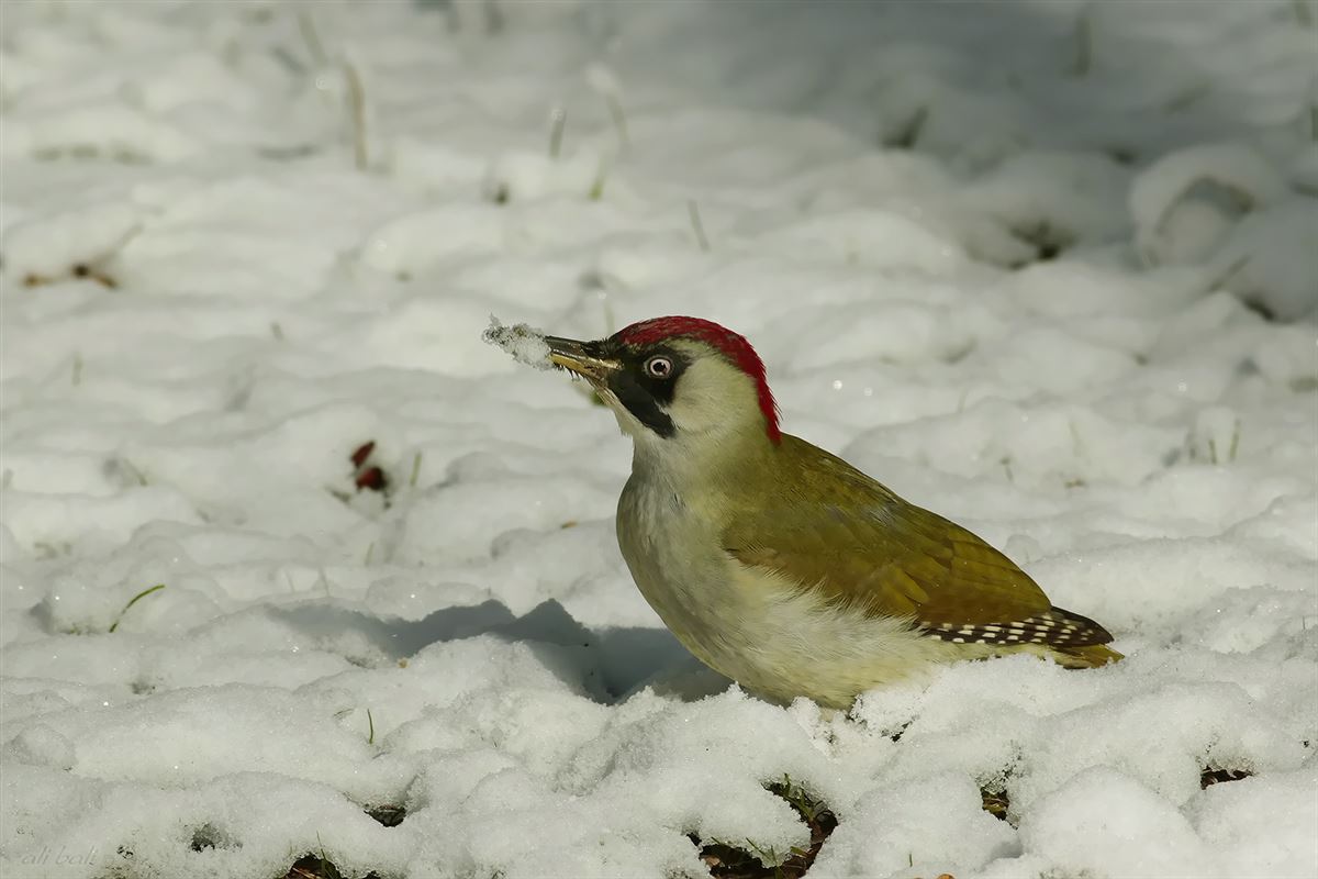 European Green Woodpecker