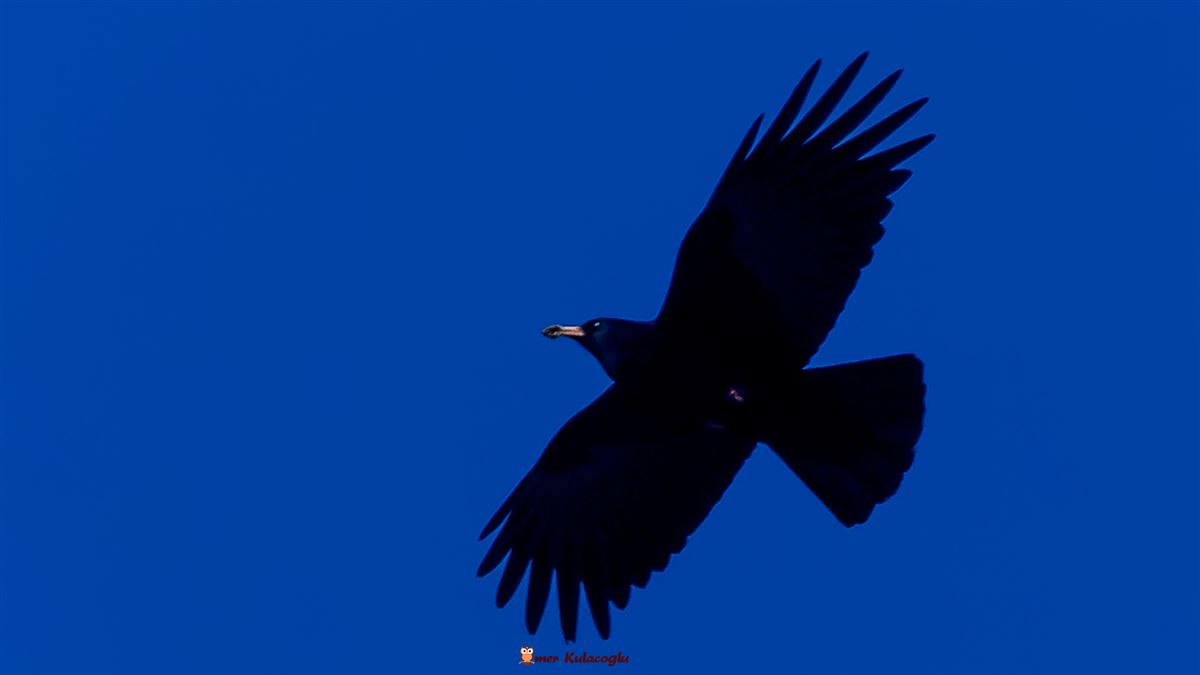 Red-billed Chough