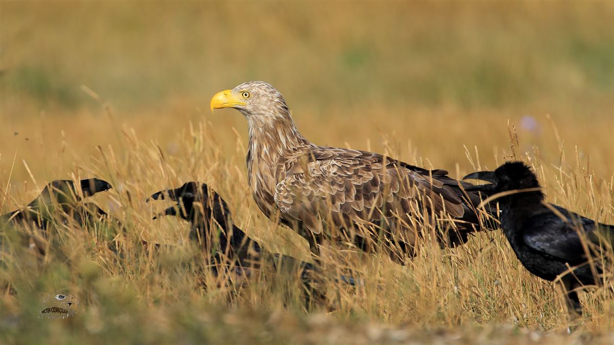 Akkuyruklu Kartal