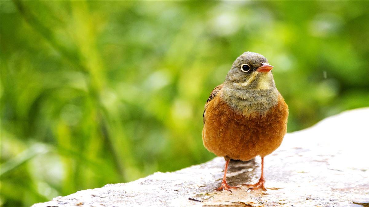 Ortolan Bunting