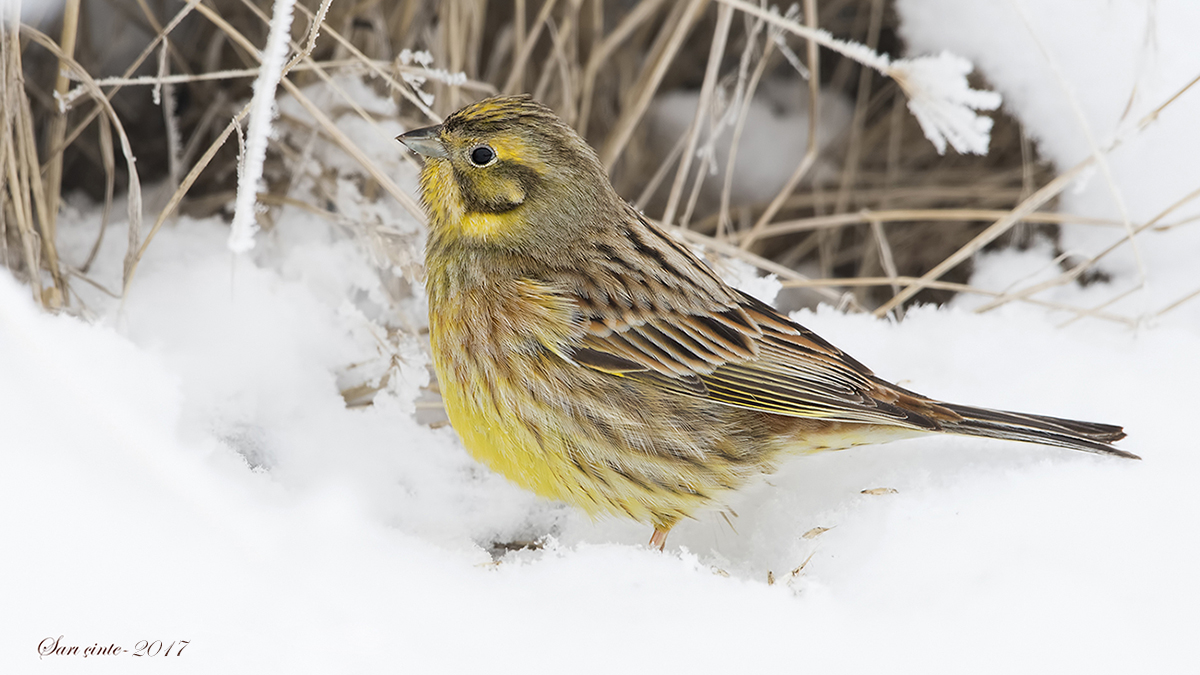 Yellowhammer