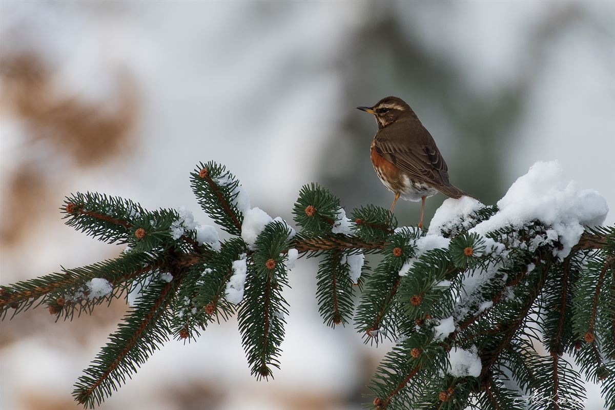 Redwing