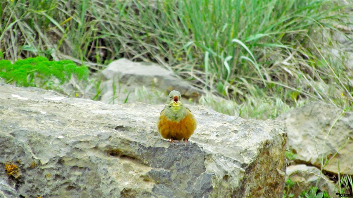 Ortolan Bunting