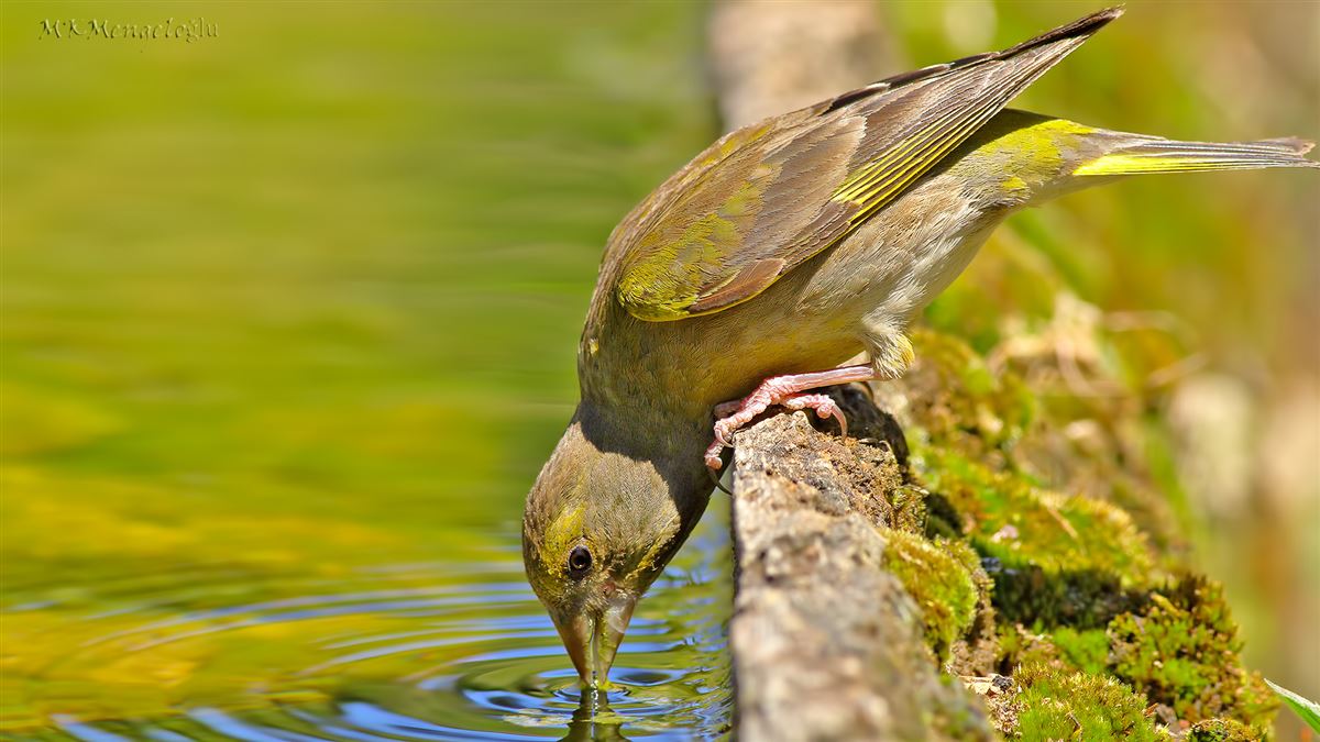European Greenfinch