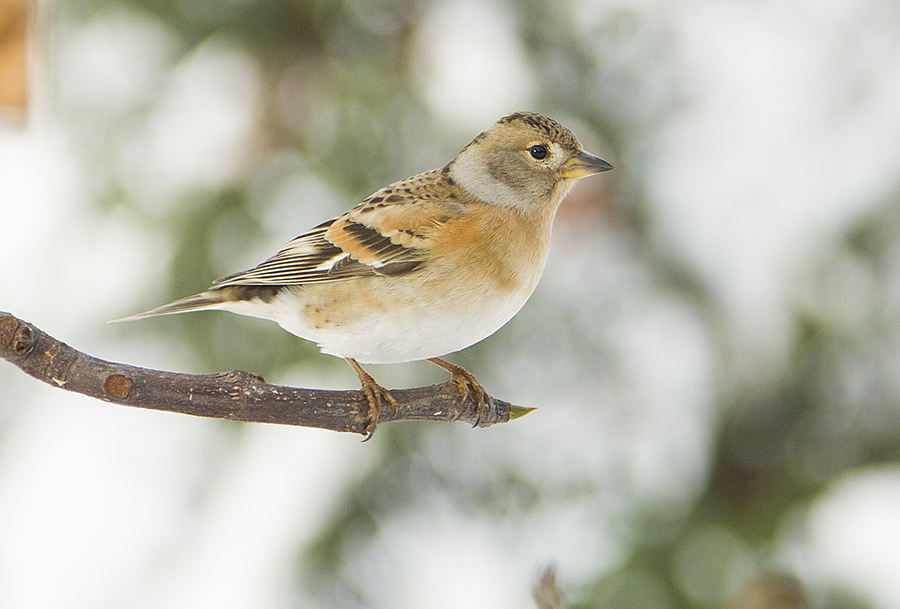 Brambling