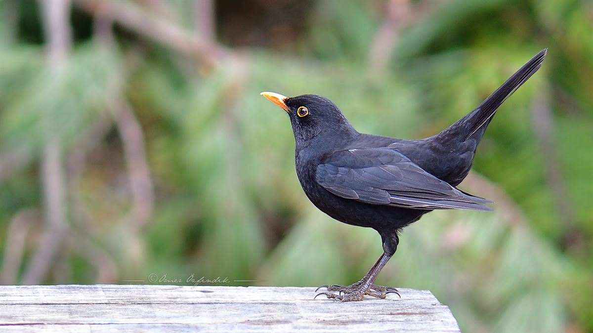 Common Blackbird