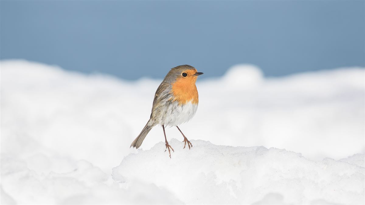 European Robin