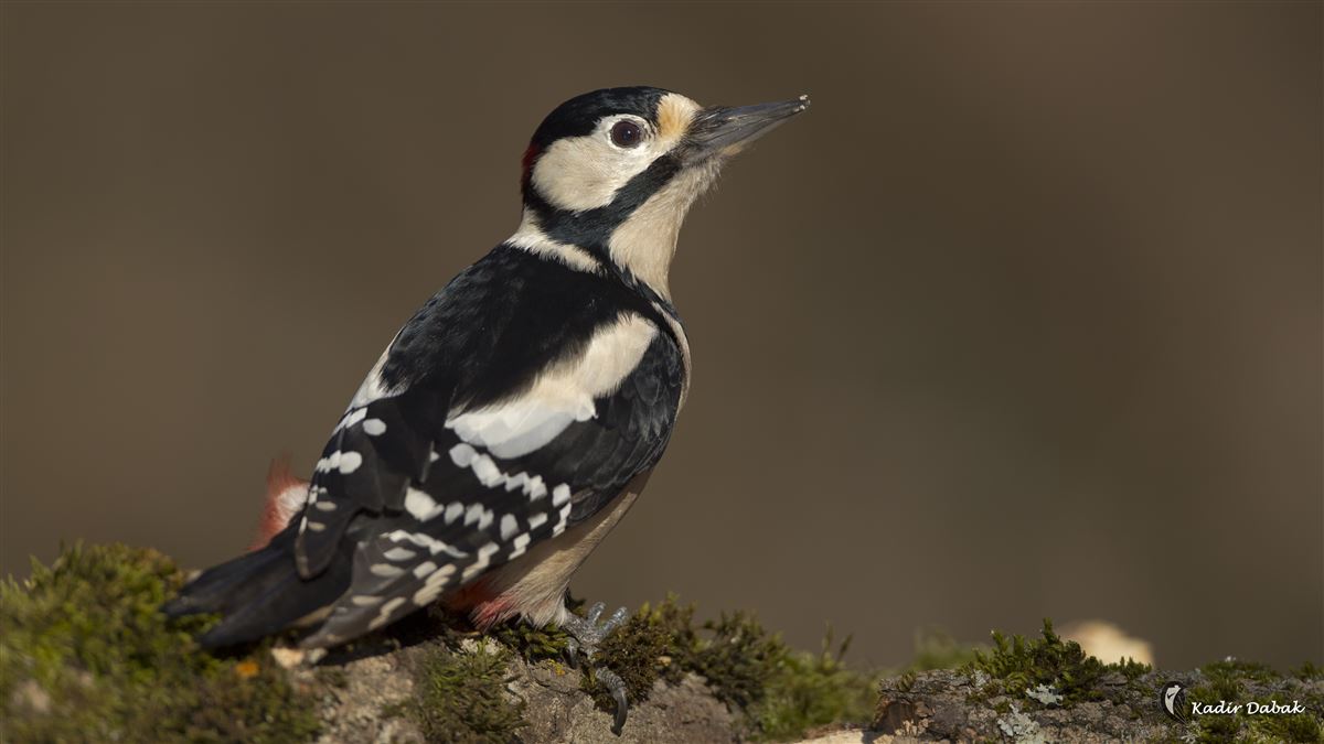 Great Spotted Woodpecker