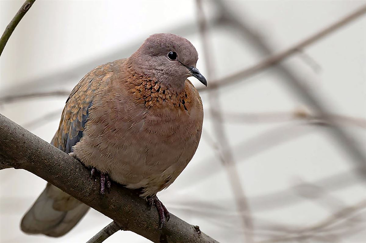 Laughing Dove