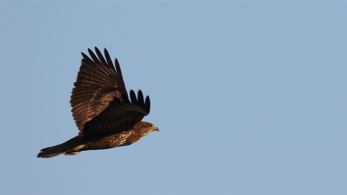 Common Buzzard