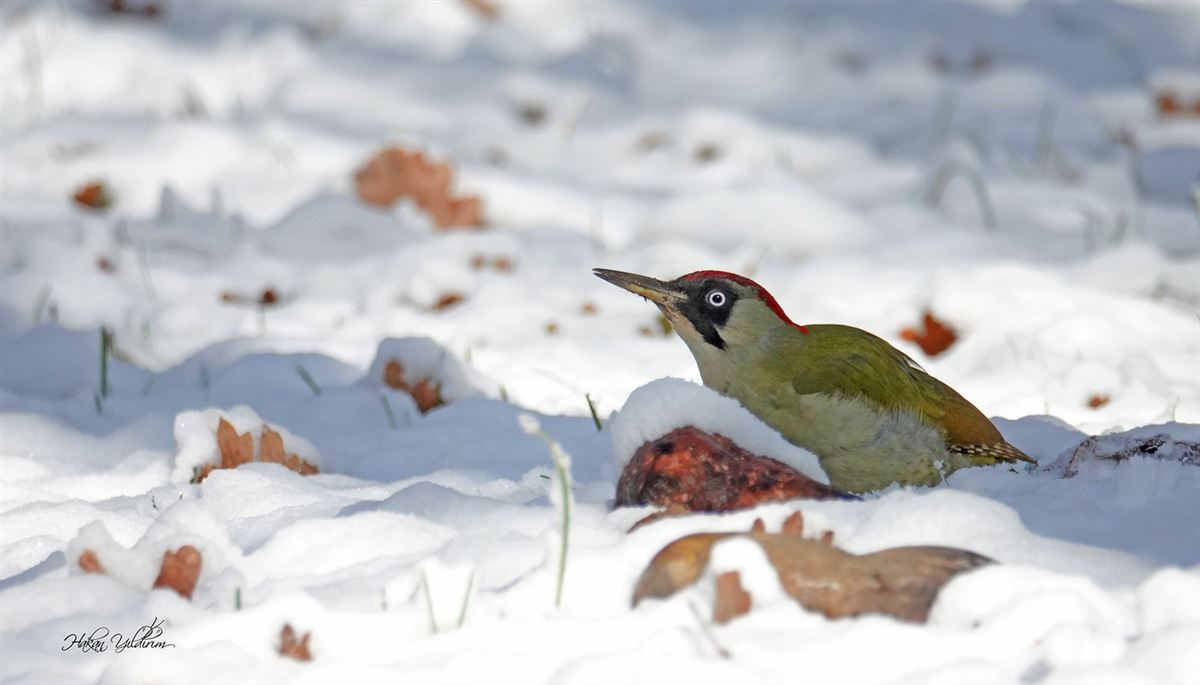 European Green Woodpecker