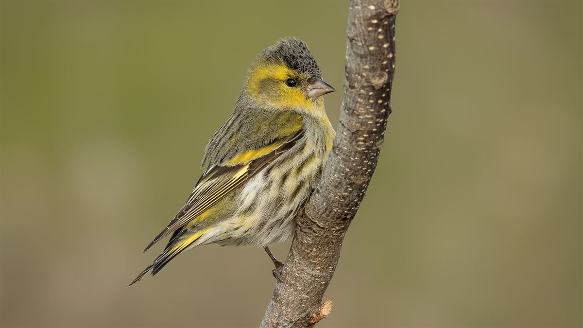 Eurasian Siskin