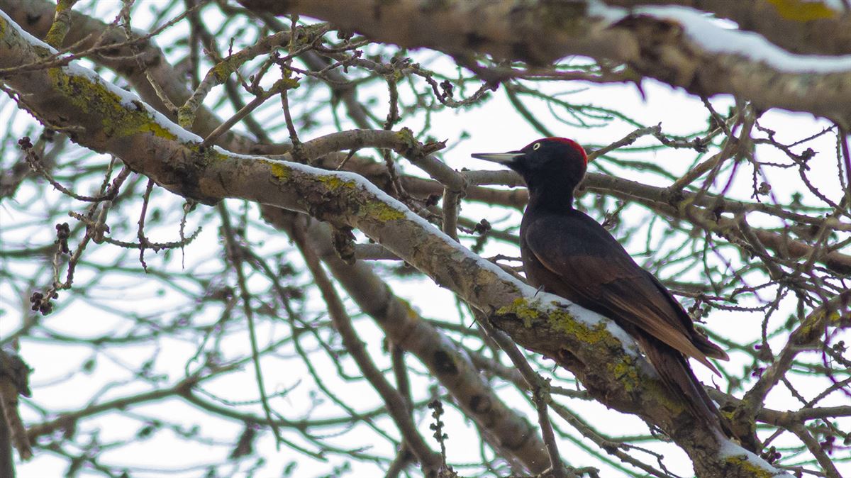Black Woodpecker