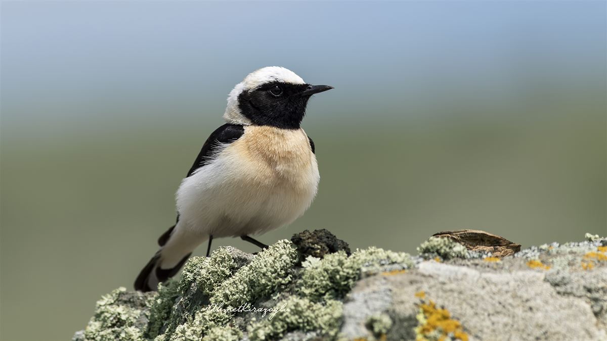 Black-eared Wheatear