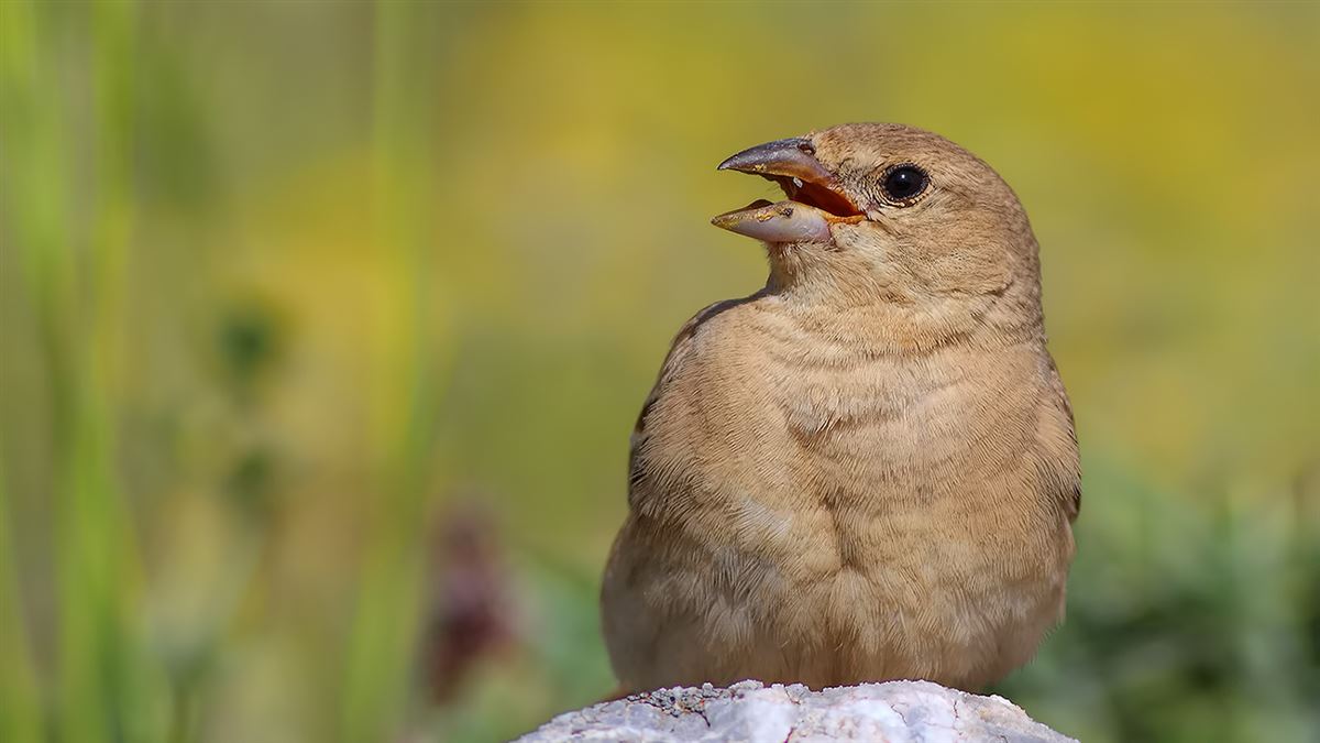 Pale Rockfinch