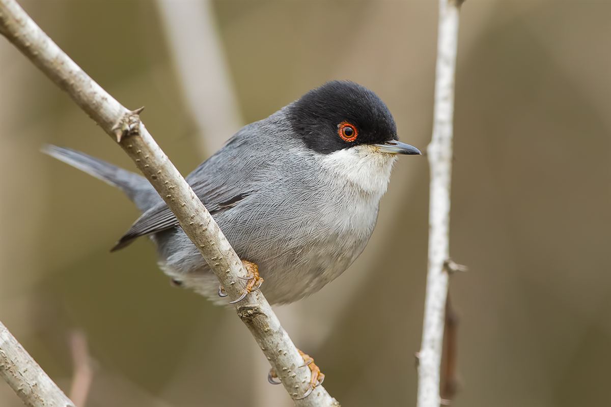 Sardinian Warbler