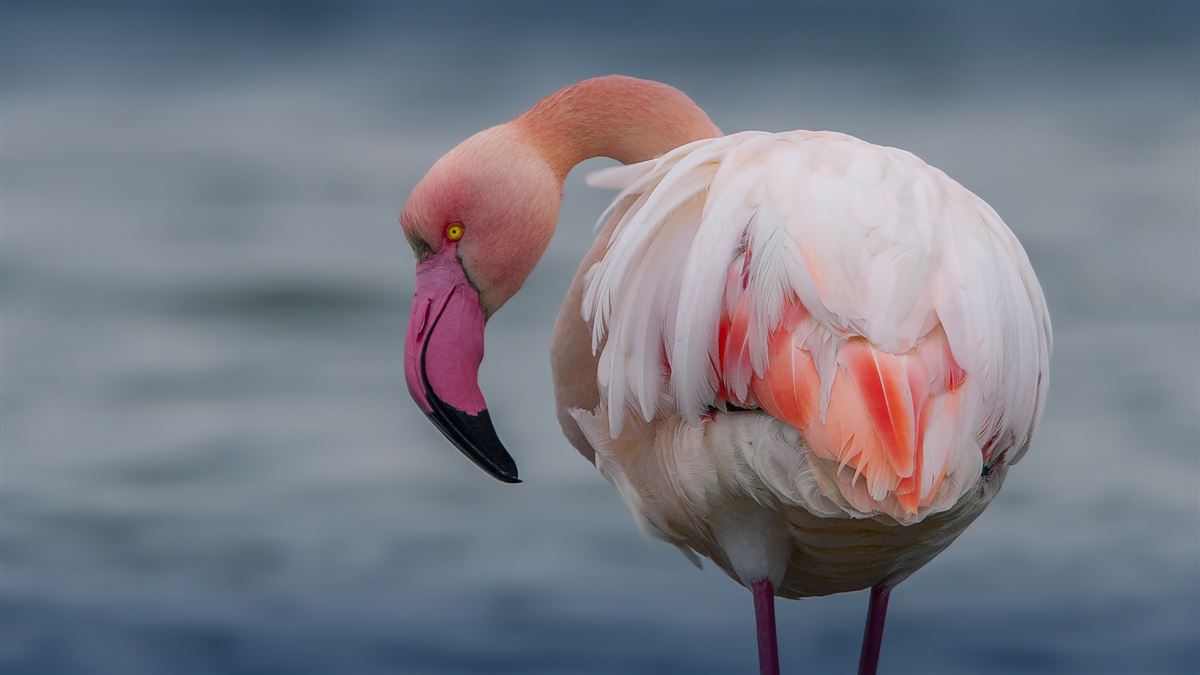 Greater Flamingo