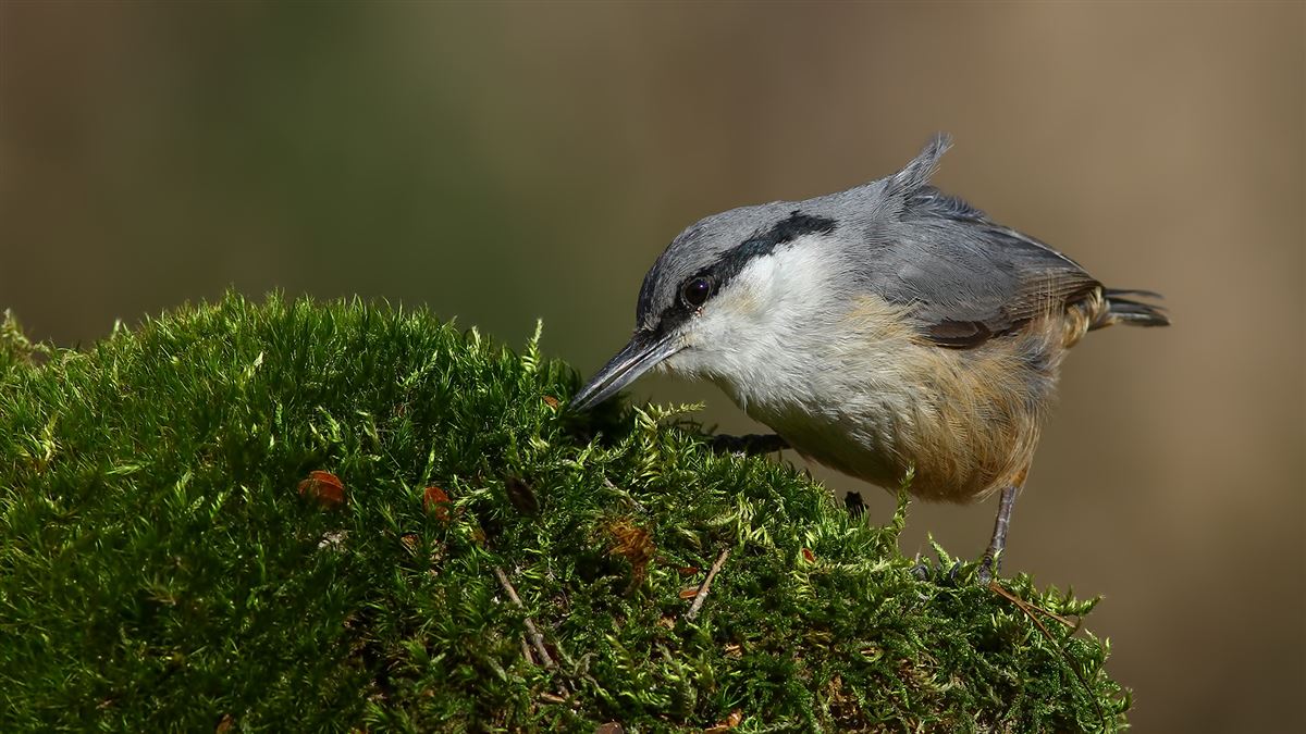 Western Rock Nuthatch