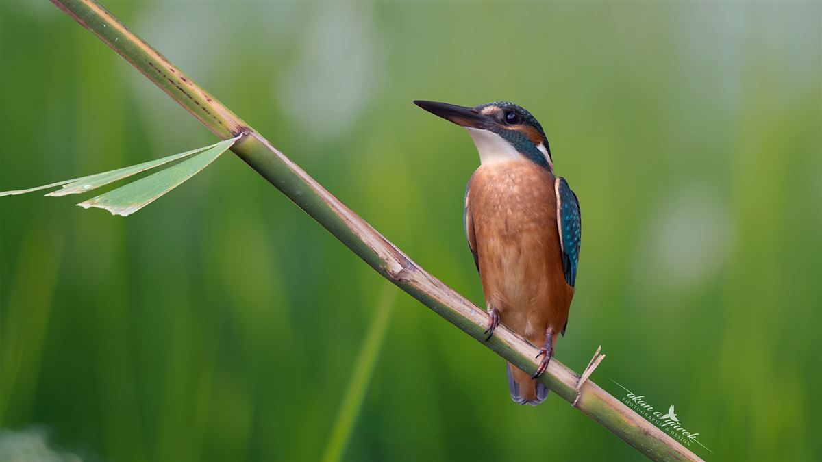 Common Kingfisher