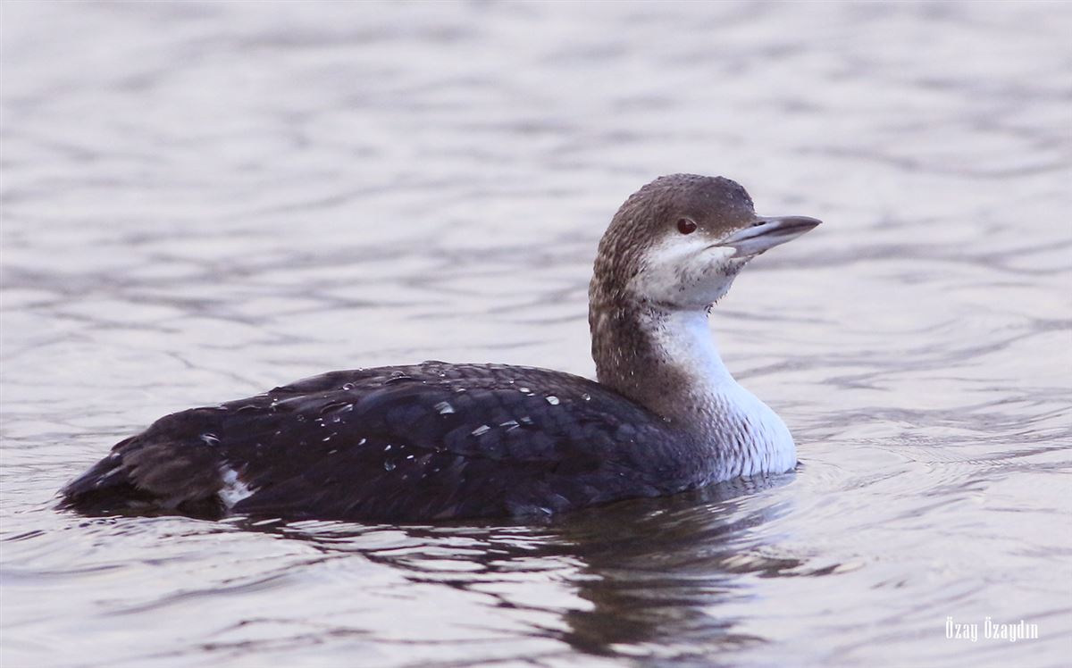 Black-throated Loon