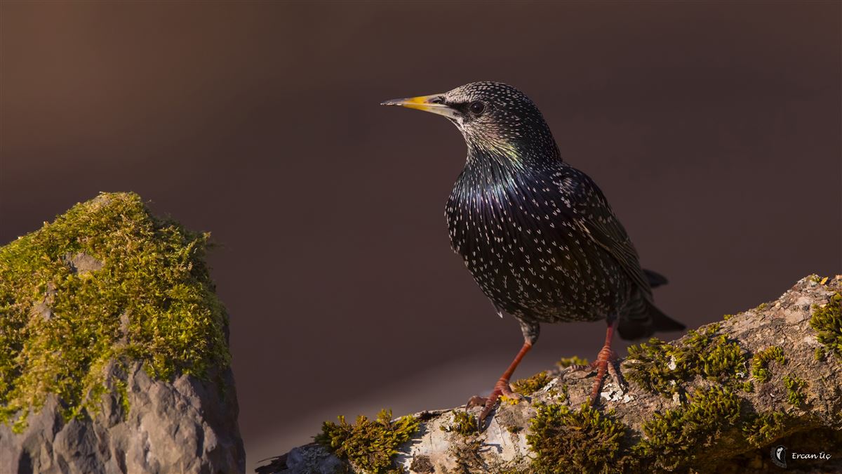 Common Starling