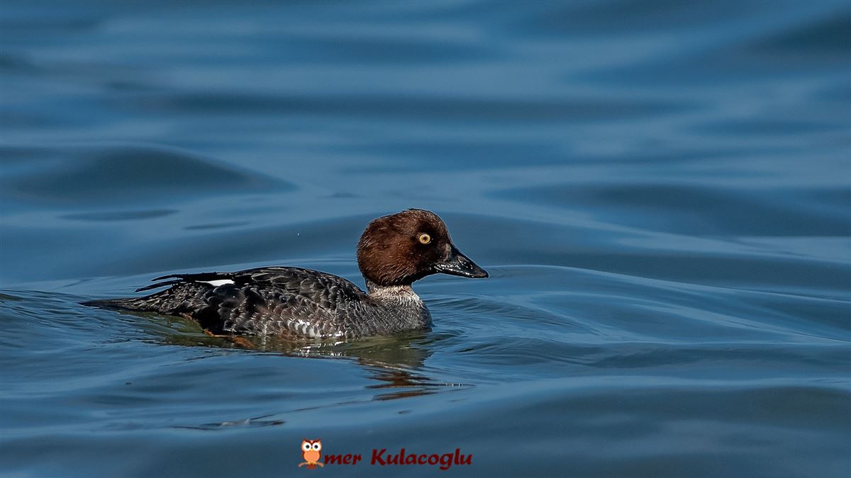 Common Goldeneye