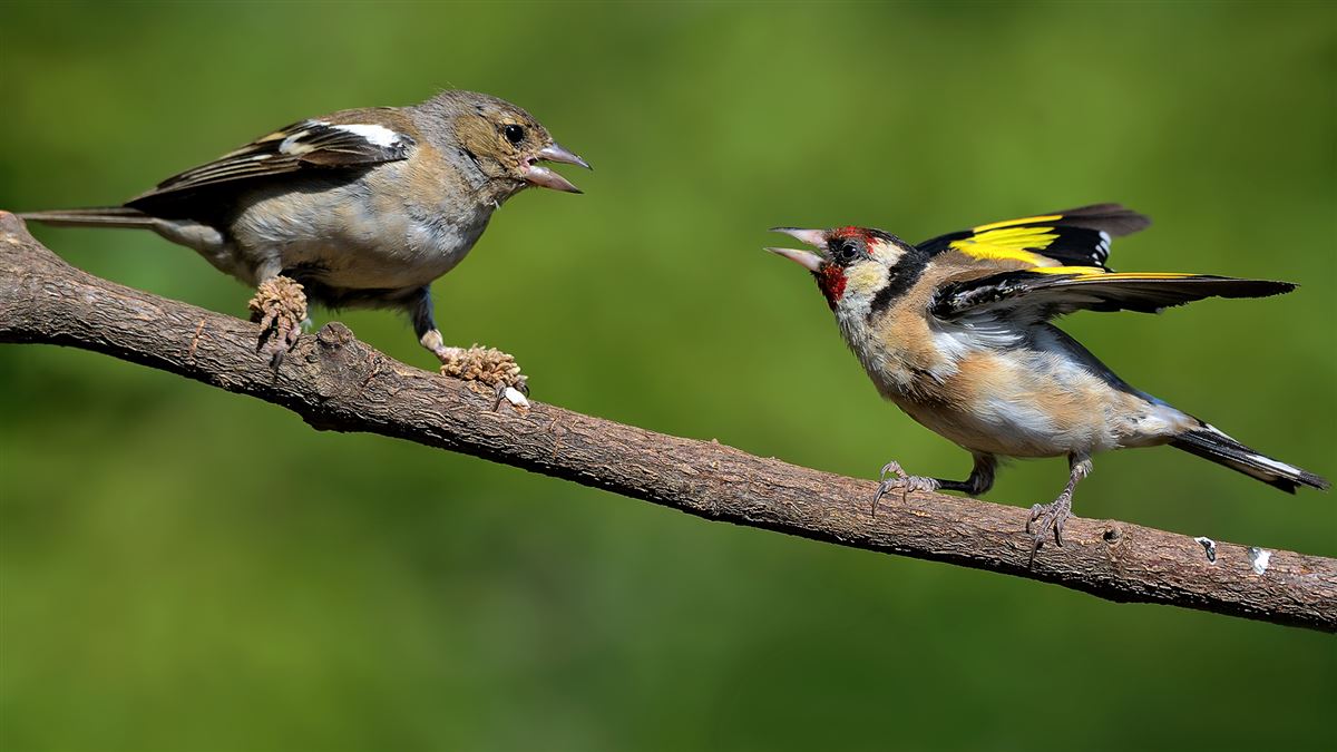 European Goldfinch