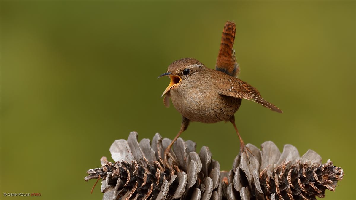 Eurasian Wren