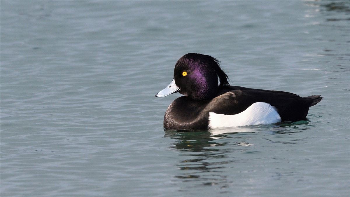 Tufted Duck