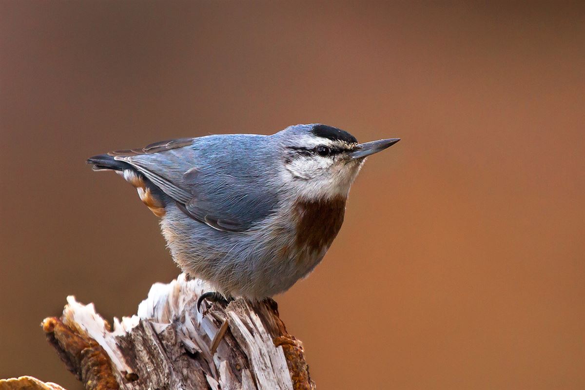 Krüper`s Nuthatch