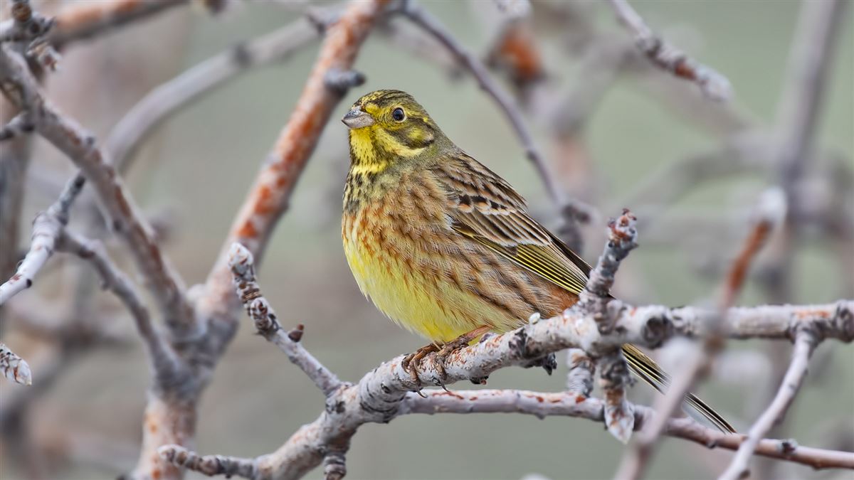 Yellowhammer