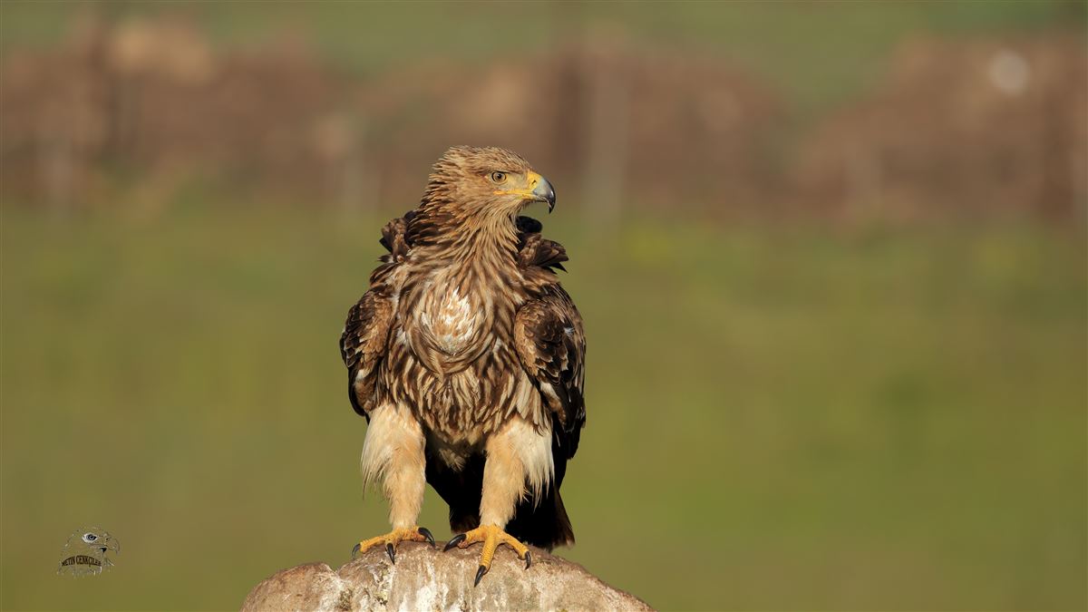 Eastern Imperial Eagle