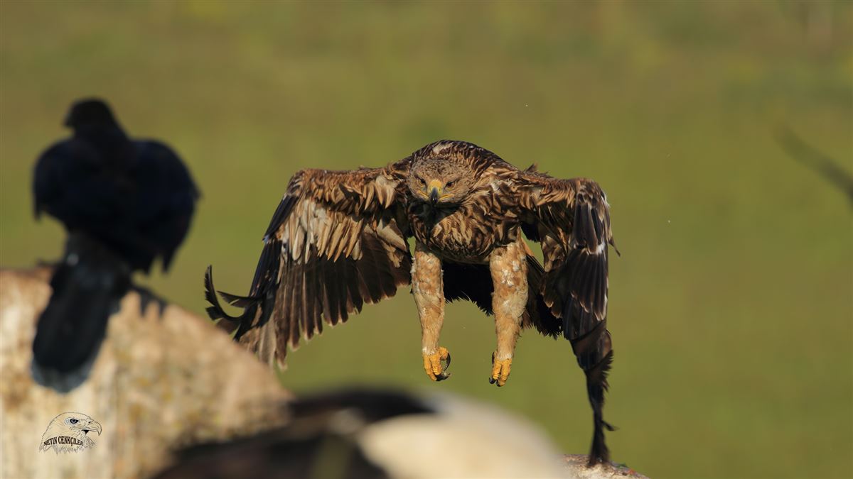 Eastern Imperial Eagle